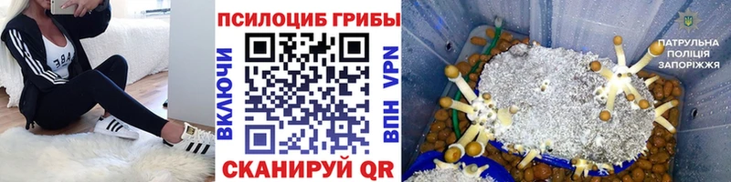 наркотики  Шуя  Псилоцибиновые грибы мухоморы 